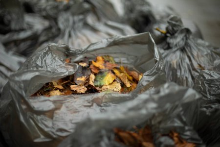 Téléchargez les photos : Black garbage bags. Cleaning on street. Waste bags. Black plastic. Picking leaves in yard. - en image libre de droit