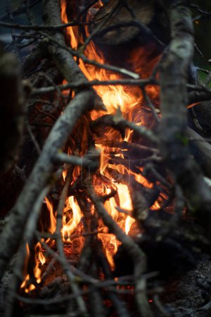 Téléchargez les photos : Fire in forest. Flame is yellow. Burning of dry branches. Big fire. - en image libre de droit