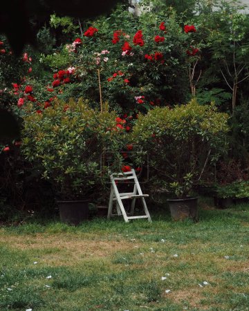 Téléchargez les photos : Retreat under the rose bushes - en image libre de droit