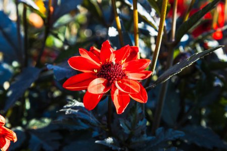 Téléchargez les photos : Dahlia - Dark Angel Pulp Fleurs de fiction fleurissent dans le jardin du parc de la ville. - en image libre de droit