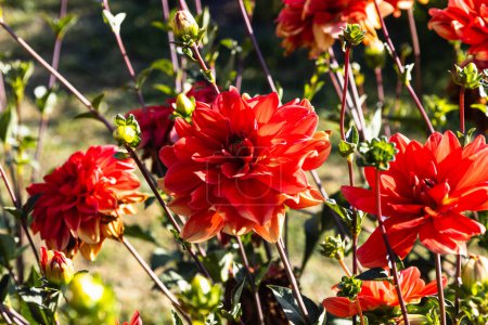 Foto de Dahlia - Patricia Ann Las flores del atardecer florecen en el jardín del parque de la ciudad. - Imagen libre de derechos