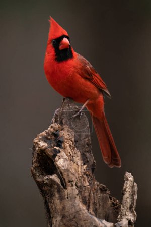 Téléchargez les photos : A Northern Cardinal Perched on a Log - en image libre de droit