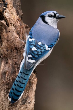 Téléchargez les photos : Un Jay bleu perché sur un arbre mort - en image libre de droit