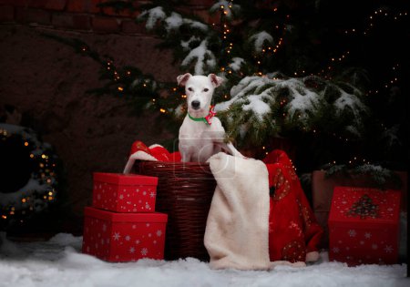 Photo for Christmas portrait of a Jack Russell - Royalty Free Image
