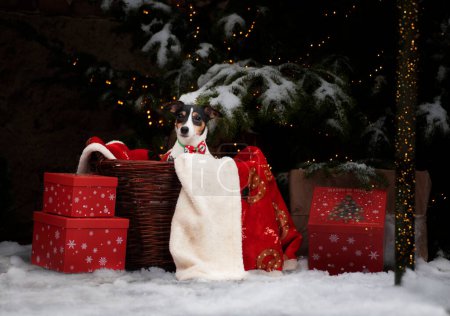 Téléchargez les photos : Christmas portrait of a female Jack Russell - en image libre de droit