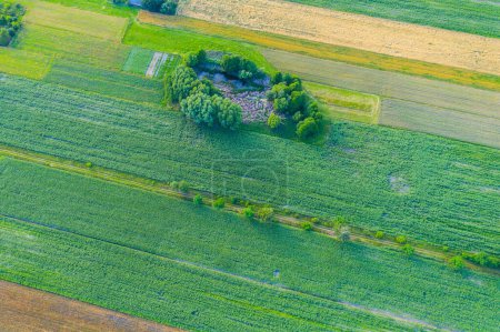 Téléchargez les photos : Formes géométriques abstraites de parcelles agricoles de différentes cultures en jaune et vert. Vue aérienne prise depuis un drone situé directement au-dessus du champ - en image libre de droit