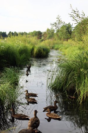 Foto de A flock of wild ducks on a grassy pond - Imagen libre de derechos