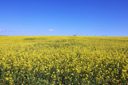 Photo for Field of yellow flowers with and green meadow - Royalty Free Image