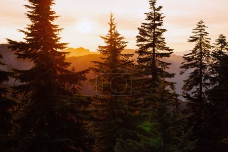 Téléchargez les photos : Golden bright light through pine trees in Washington - en image libre de droit