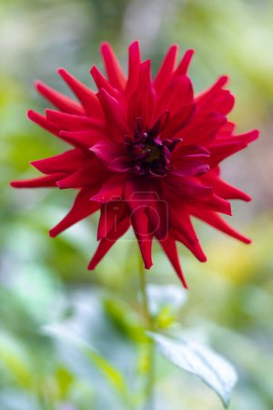 Foto de Hermosa flor roja con fondo borroso - Imagen libre de derechos