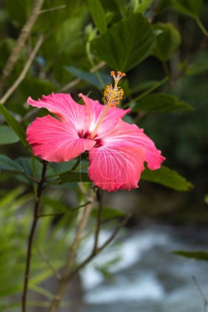 Foto de Hermosa flor rosa con fondo borroso - Imagen libre de derechos