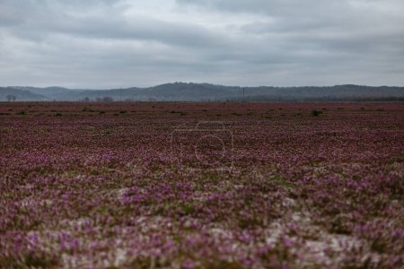 Foto de Field of purple deadnettle in spring - Imagen libre de derechos
