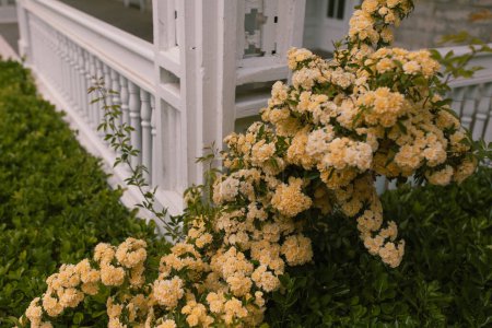 Téléchargez les photos : Yellow spring flowers on an old white porch outside - en image libre de droit