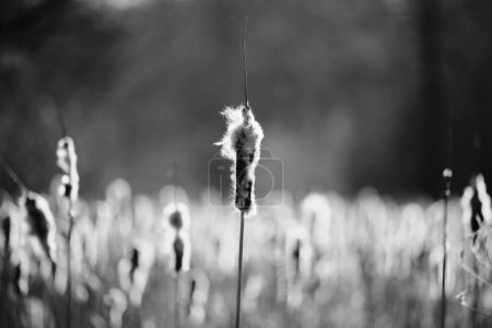 Téléchargez les photos : Black and White Cattails in Marsh on Cold Winter Day - en image libre de droit