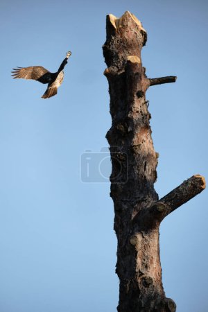 Foto de Hawk Flying Next To Large Tree on Clear Sunny Winter Day - Imagen libre de derechos