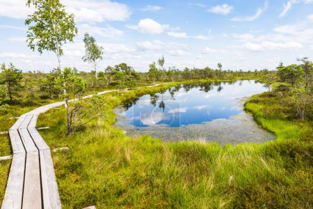 Foto de Great Kemeri Bog swamp at the Kemeri National Park in Latvia. - Imagen libre de derechos