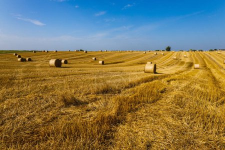 Photo for Agriculture field after harvest with large bales of hay in a wheat field. - Royalty Free Image