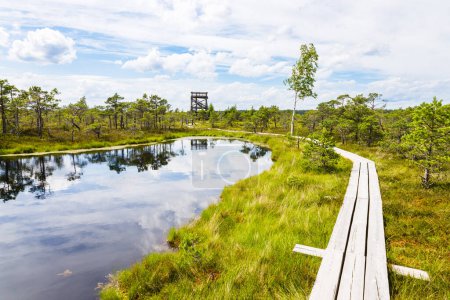 Téléchargez les photos : Great Kemeri Bog swamp at the Kemeri National Park in Latvia. - en image libre de droit