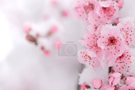Foto de Pink flower in the snow.Spring snowy weather. - Imagen libre de derechos