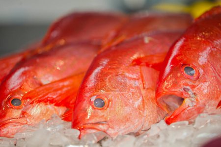 Téléchargez les photos : Gulf Seafood Market Pensacola, FL - en image libre de droit