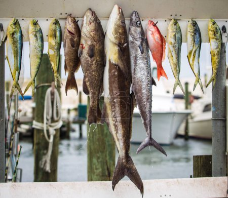 Téléchargez les photos : Sport fishing catch in Florida - en image libre de droit