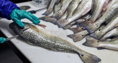 Photo for Red drum processing in New Orleans - Royalty Free Image