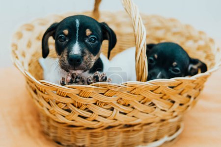 Photo for Andalusian winemaker puppies in a straw basket - Royalty Free Image