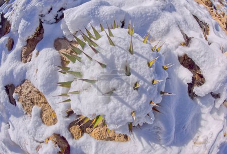Photo for A snow covered Agave Plant at Grand Canyon National Park Arizona. - Royalty Free Image