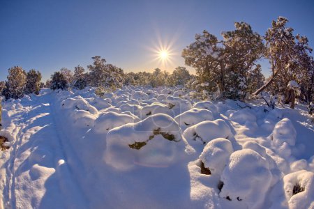 Photo for The winter wonderland of Grand Canyon Arizona. - Royalty Free Image