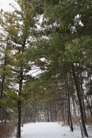 Foto de Snowy Path in an Evergreen Tree Forest - Imagen libre de derechos