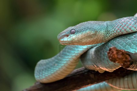 Foto de Trimesurus insularis also known as blue viper - Imagen libre de derechos