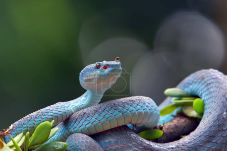 Photo for Trimesurus insularis also known as blue viper - Royalty Free Image