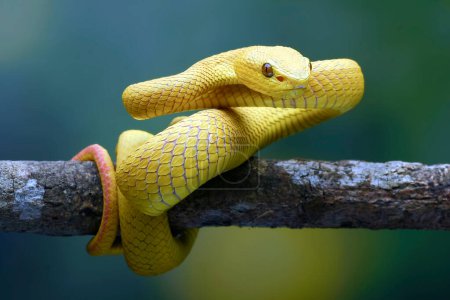 Photo for White-lipped island pit viper on the tree branch - Royalty Free Image