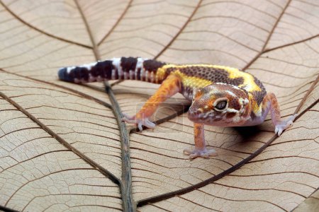 Leopard gecko on a leaf