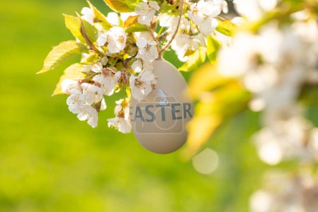 Téléchargez les photos : Easter tree decoration.egg on blossoming tree branch in sunny garden - en image libre de droit