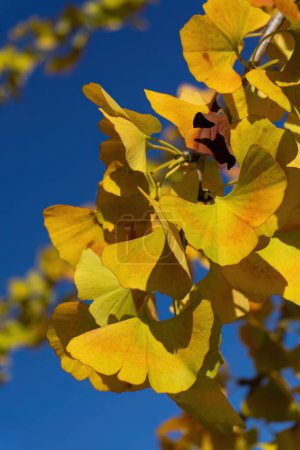 Téléchargez les photos : Branches d'arbre de Ginkgo avec des feuilles jaunes d'automne contre un ciel bleu vif - en image libre de droit