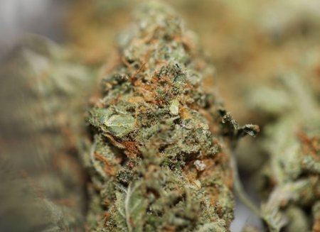 Téléchargez les photos : Medical marihuana buds close up background cannabis sativa super lemon haze big size high quality dope print - en image libre de droit