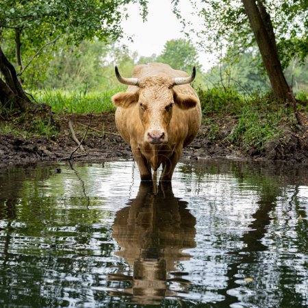Foto de Cow resting posing in the water - Imagen libre de derechos