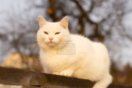 Foto de White cat with yellow eyes sitting on the wooden board - Imagen libre de derechos