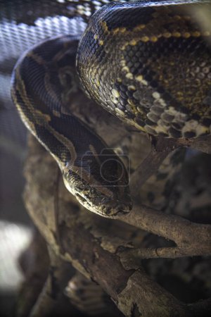 Téléchargez les photos : Large adult python looking down - en image libre de droit