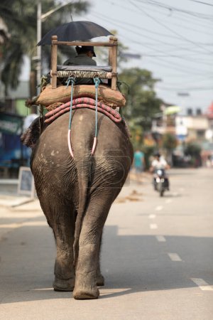 Téléchargez les photos : An elephant with a trainer walks the street in Sauraha, Chitwan, - en image libre de droit