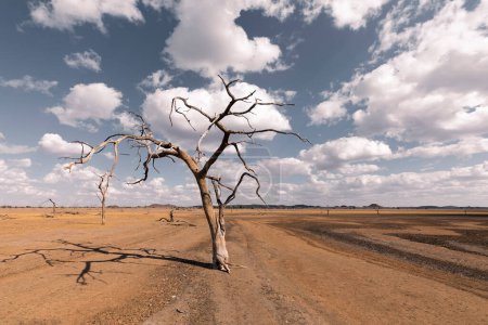 Téléchargez les photos : Dead tree with cloudy sky in Hardap, Namibia, Africa - en image libre de droit