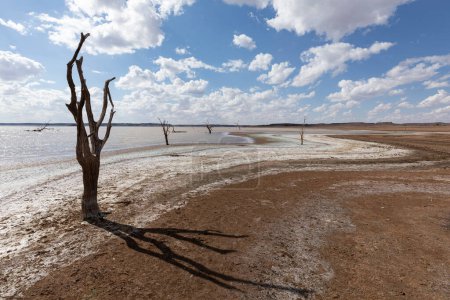 Téléchargez les photos : Dead trees with cloudy sky in Hardap region, Hardap, Namibia, Af - en image libre de droit