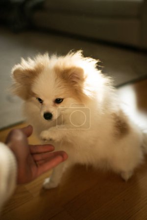 Téléchargez les photos : Close Up of Woman's Hand And Dog Giving A Paw to Dog Owner - en image libre de droit