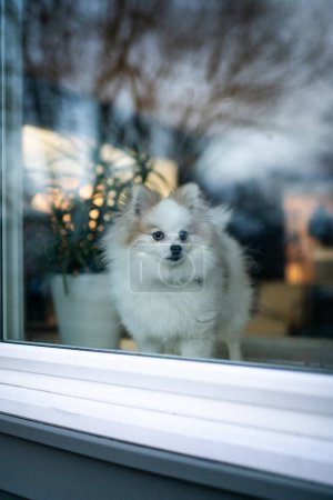 Photo for Dog In Window Looking Outside From House - Royalty Free Image
