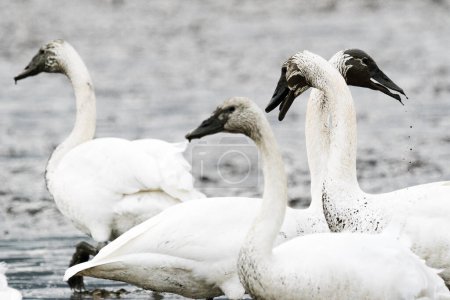 Foto de Cropped view of a group of swans in a muddy field - Imagen libre de derechos