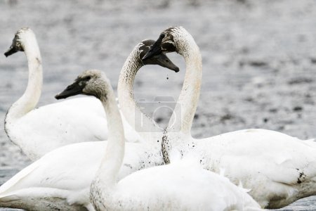 Photo pour Cropped view of a pair of swans making a heart shape - image libre de droit