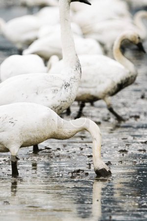 Foto de Cropped view of a group of swans feeding in a winter field - Imagen libre de derechos
