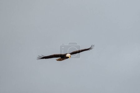 Téléchargez les photos : Wide angle view of a bald eagle soaring through the sky - en image libre de droit