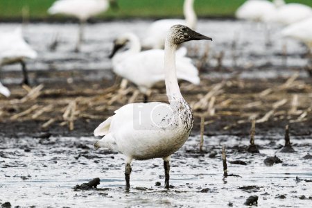 Téléchargez les photos : Full length portrait of a trumpeter swan in a muddy field - en image libre de droit